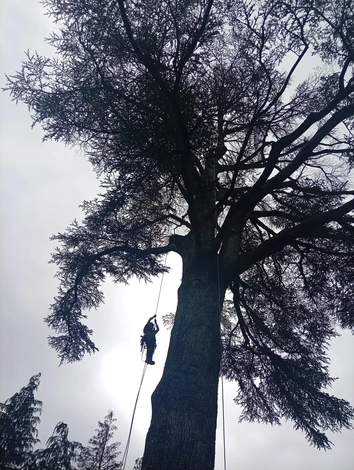 Silhouette d’un grand cèdre étalé sur un ciel clair, une élagueuse minuscule montant à la corde le long du tronc
