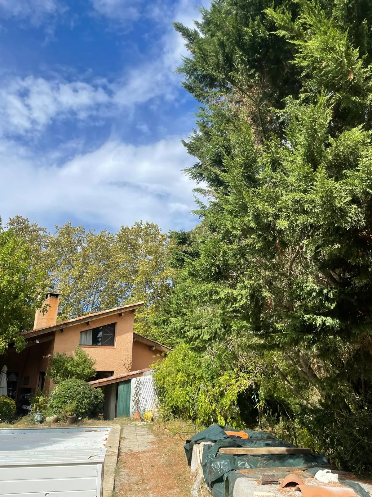 Cyprès de Leyland réduit à côté d’une maison, ciel bleu, piscine au premier plan