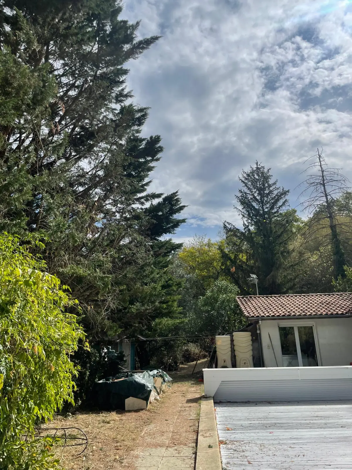 Cyprès de Leyland réduit sur le côté d’une piscine bâchée, ciel nuageux dégagé au-dessus
