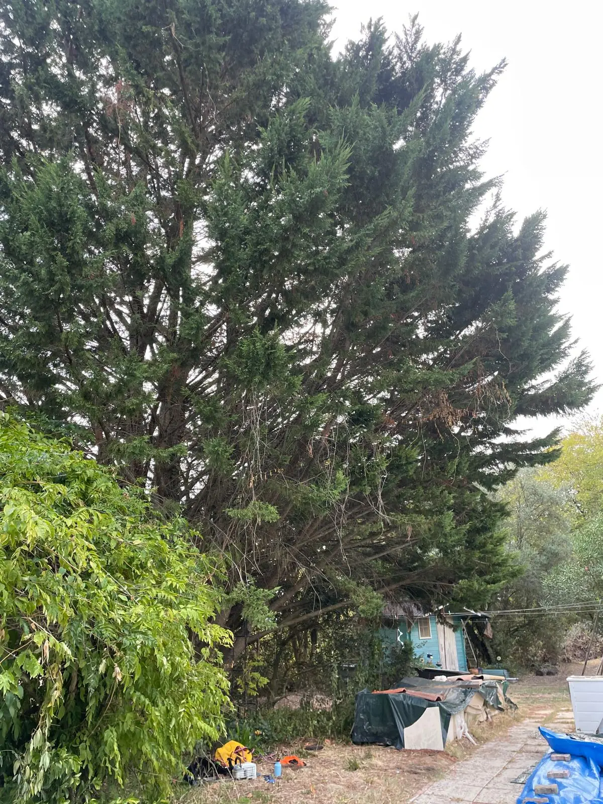 Grand cyprès de Leyland touffu penché au-dessus d’une allée et d’une piscine bâchée