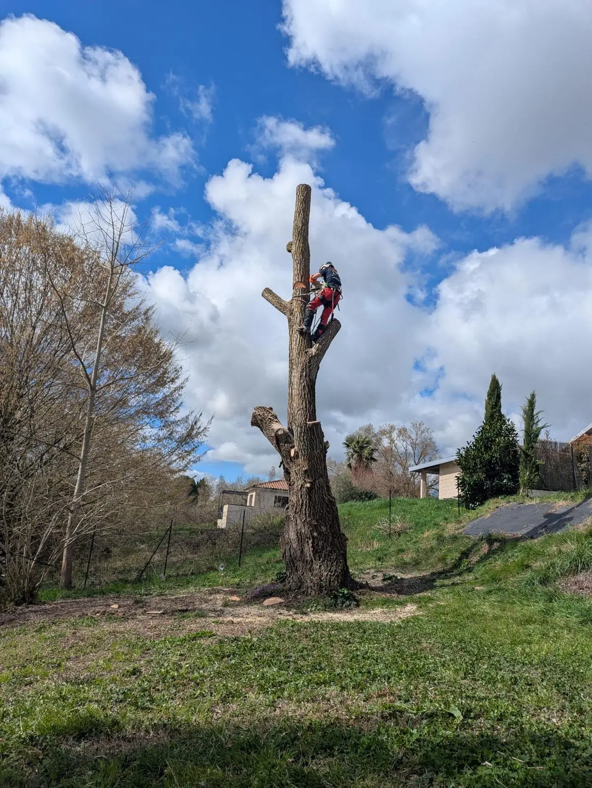 Grand tronc dépouillé de ses branches au milieu d’un pré, l’élagueuse à son sommet, ciel bleu et gros nuages