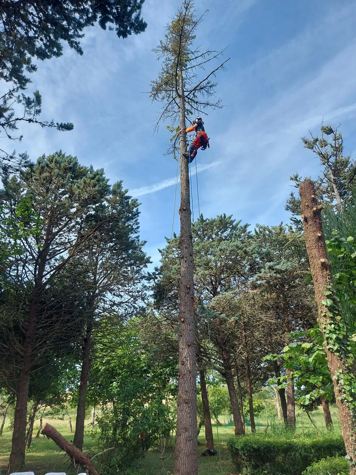 Grand conifère sans aiguilles dans un parc, l’élagueuse accrochée haut sur son tronc, ciel bleu