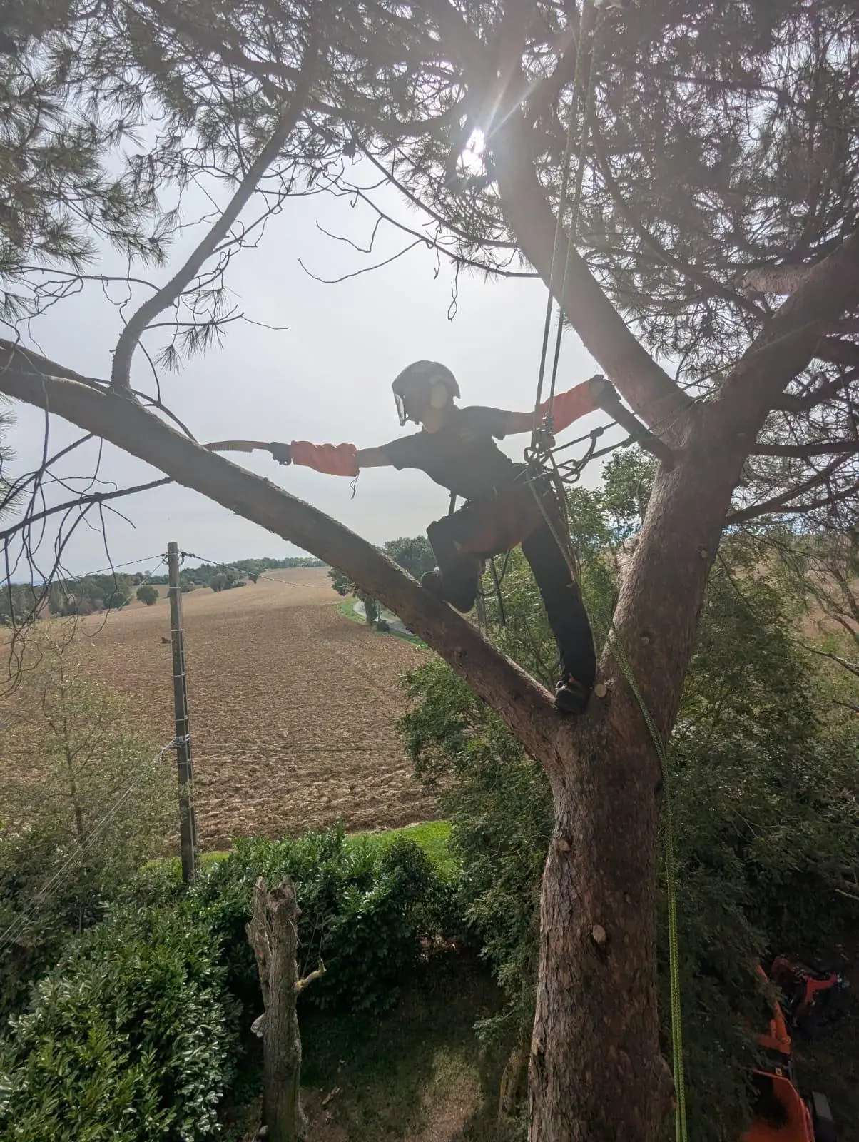 Élagueuse casquée debout sur une grosse branche de pin, bras tendu, champs labourés en contrebas